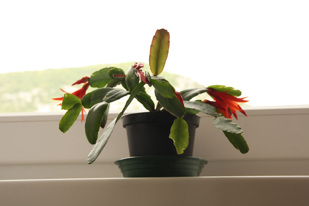 lepotec